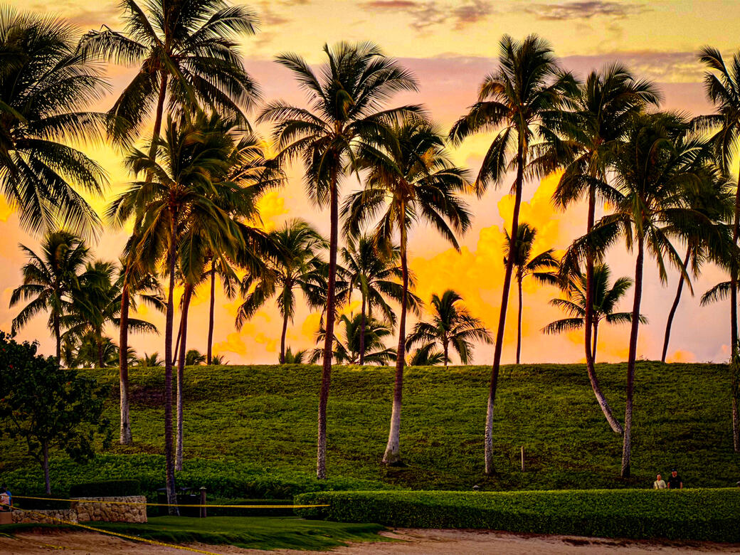 Palm Trees at Sunset | 2025 | Ko Olina, HI